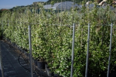 Rhyncospermum jasminoides 